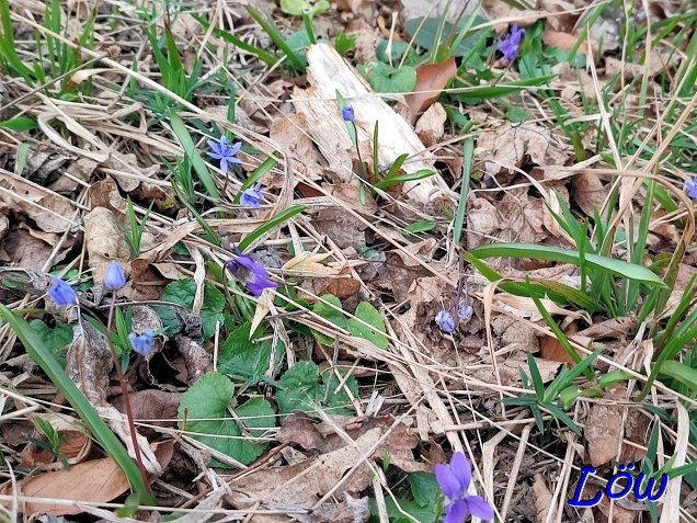 28.2.2024 - Blausternchen